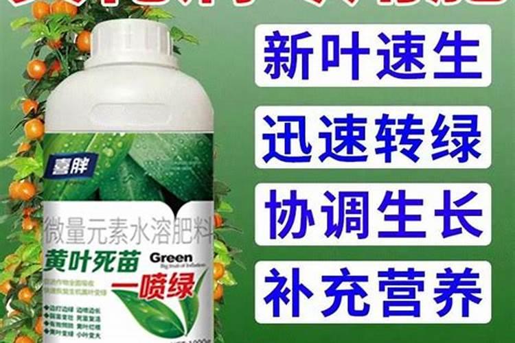 柑橘叶片黄化是由哪些原因引起的
