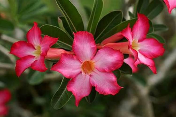 沙漠玫瑰开完花如何复壮