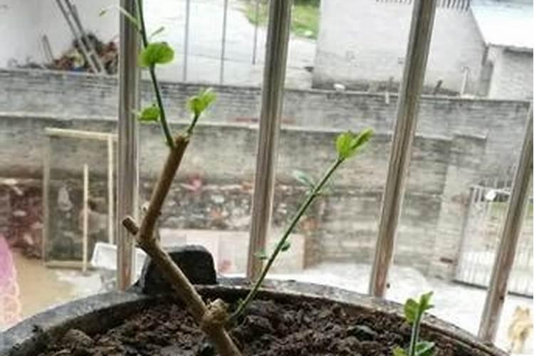 自己家怎样做花的肥料