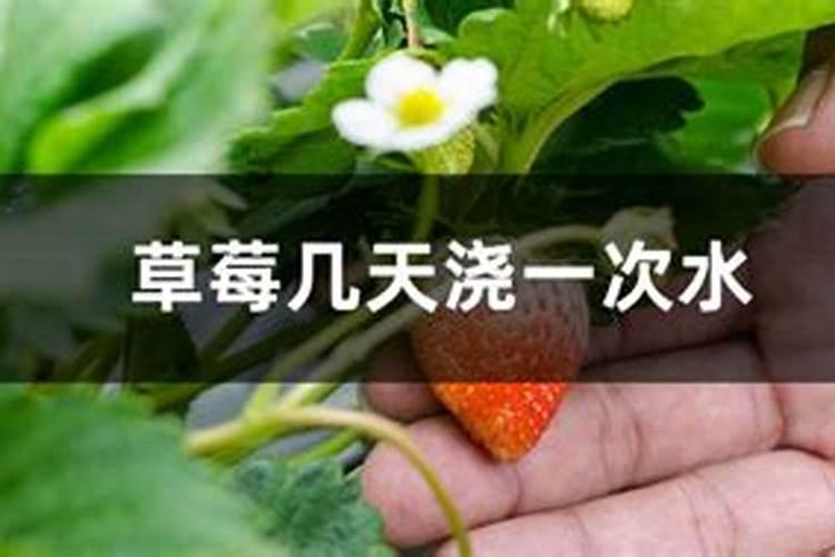 草莓苗种植多久能施肥 草莓苗什么时候施肥