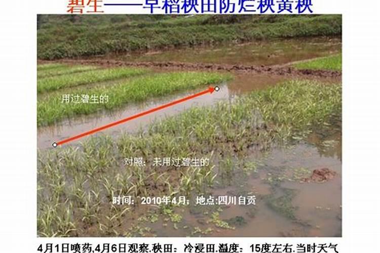 水稻扬花要不要打药了