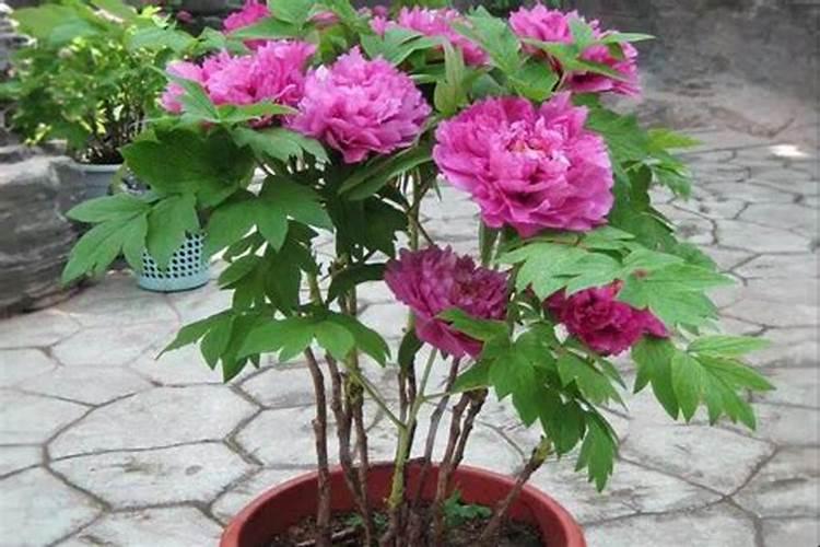 牡丹花怎么施肥