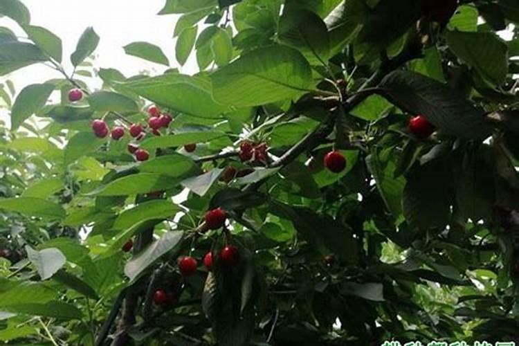 柚子树开花期施什么肥