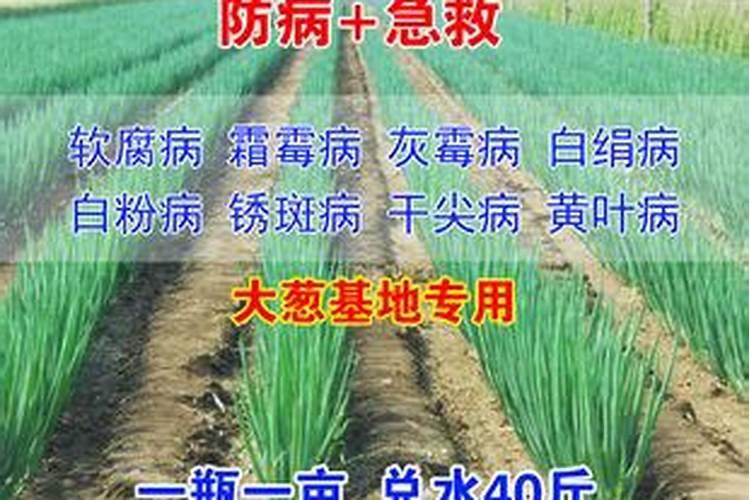 白豌豆怎么种植
