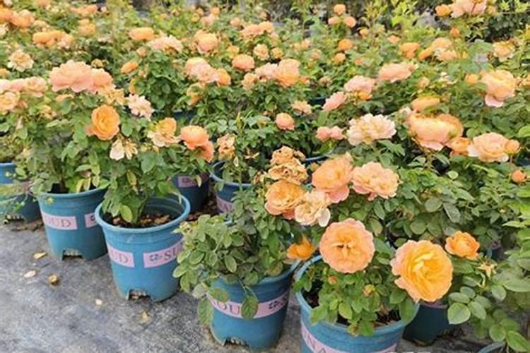 月季花怎么施肥