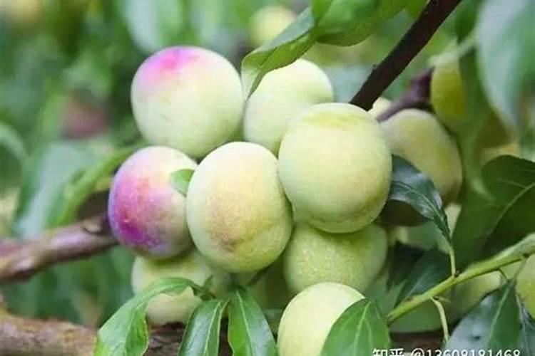 李子树结果开裂怎么回事