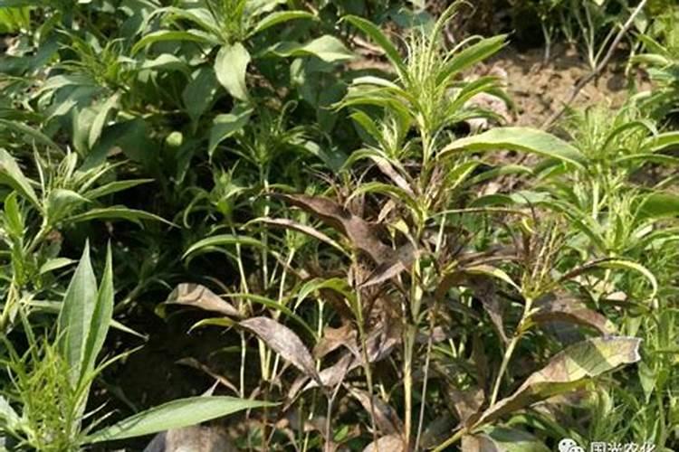 白术怎样种植