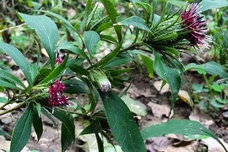 白掌开花后花叶上有黑斑是怎么回事