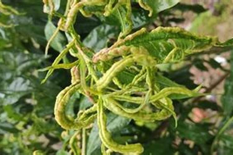 中药材白术增产水肥管理如何做？白术增产使用芸喜收打几遍好