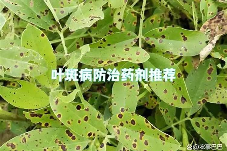 白术好管理吗？