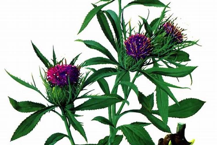 白术怎样种植
