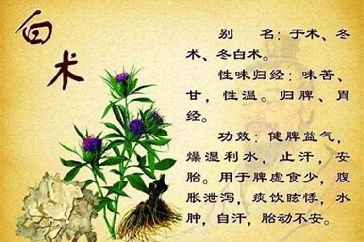 白术大雨过后补救