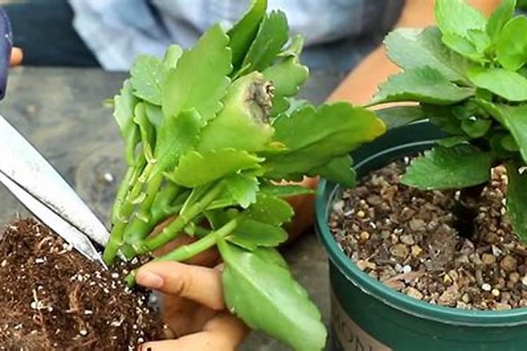 给长寿花施什么肥花开爆盆