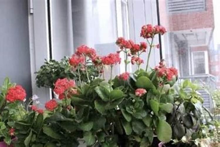 长寿花花期怎样施肥和浇水