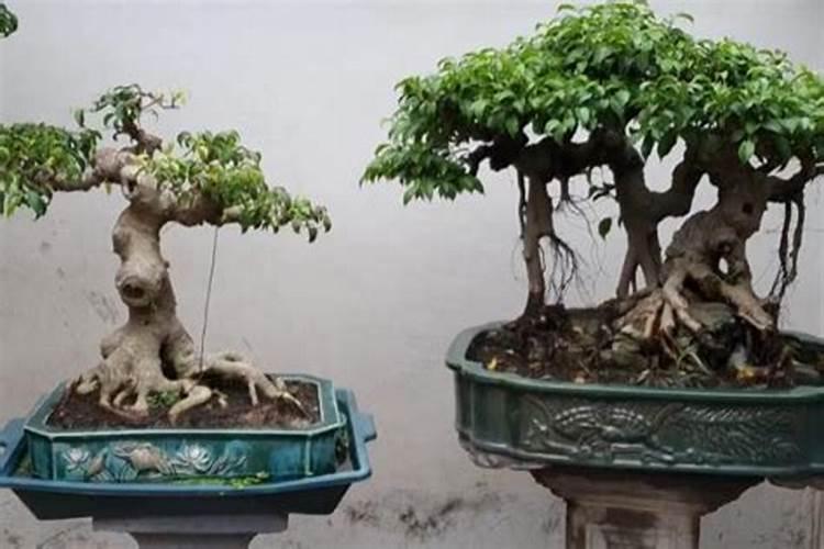 几种钙肥对于蘑菇培养料的作用各有何特点？