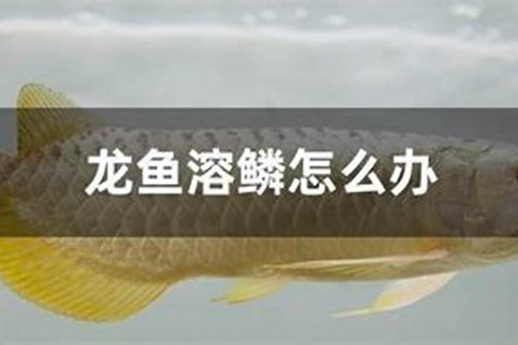 鱼蛋白怎么过滤出来