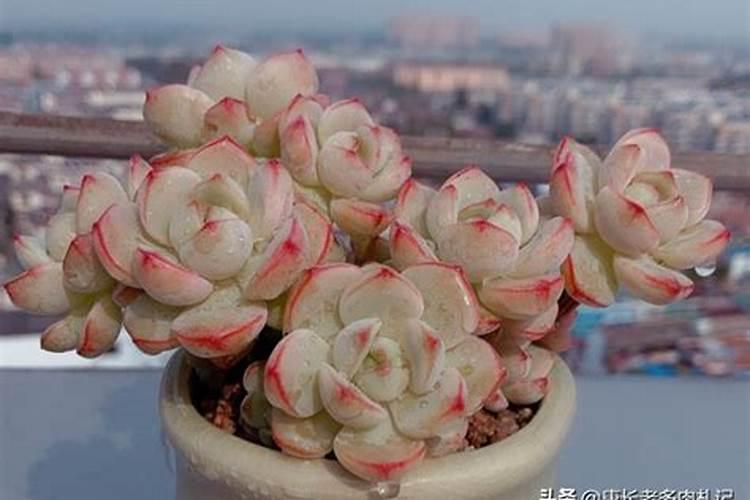 早春养黑法师,只要方法得当,可以养成漂亮的“紫莲花”,如何养呢？