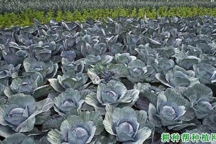 甘蓝用什么肥包心快