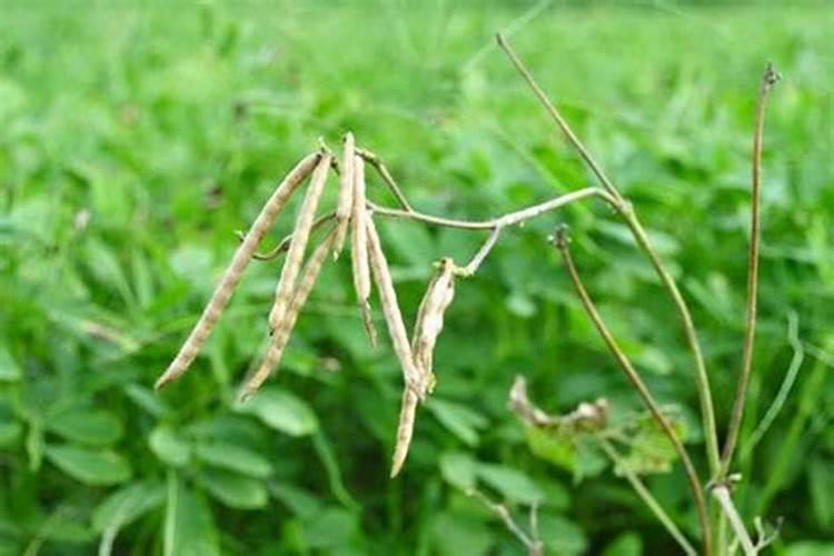 苹果树春季用什么化肥好