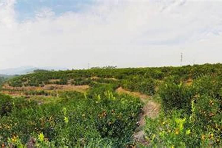 水溶肥硅含量标准