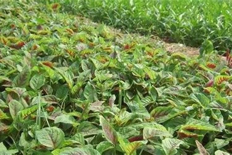 苋菜的种植方法和注意事项