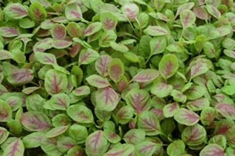 苋菜多久施一次肥 苋菜施肥频率是多久？