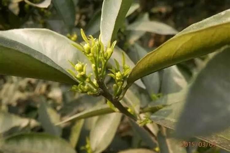 柑橘开花的时候该选用什么肥料