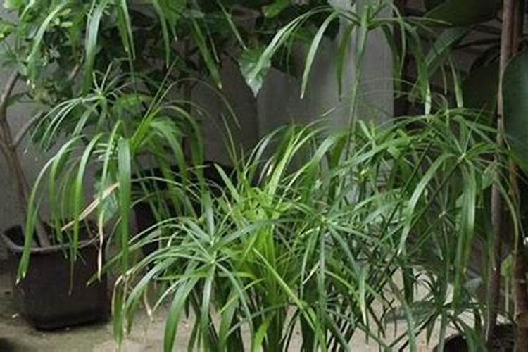 氨基酸水溶肥料的用法有哪些 氨基酸水溶肥使用禁忌