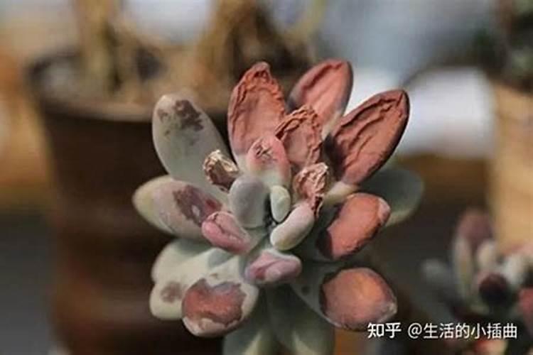葡萄补硼的最佳时期
