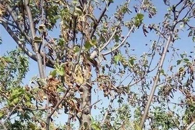柑桔树开花期能叶面喷施24一表芸苔素内酯吗？