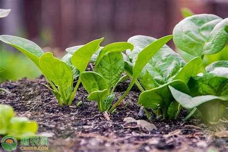 种植菠菜怎么施肥该施什么肥料