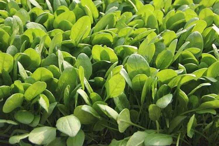刚出苗的菠菜,需要施肥吗？施什么肥好？