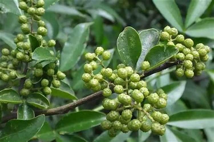 花椒树几月份施肥最佳