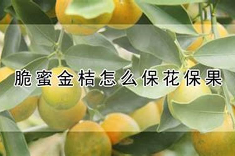 金桔开花后怎么防止落果