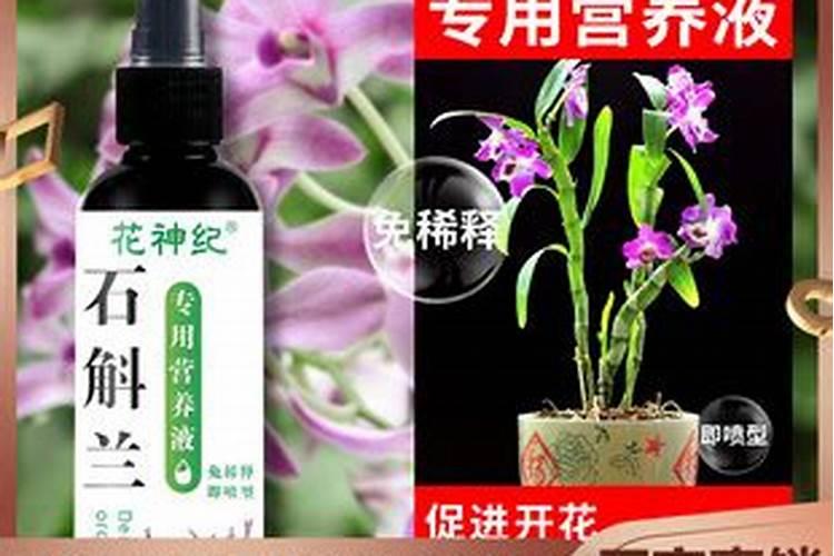石斛兰施什么肥小芽蹿不停