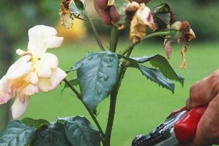 什么肥对植物茎好
