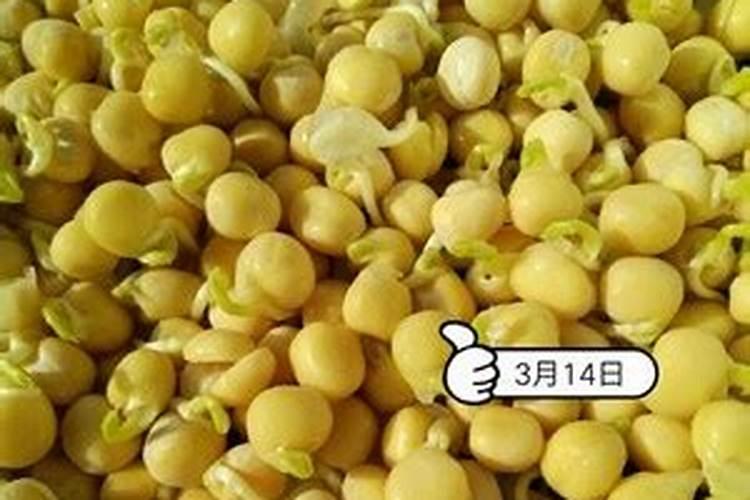 草莓从下苗到开花需要多久