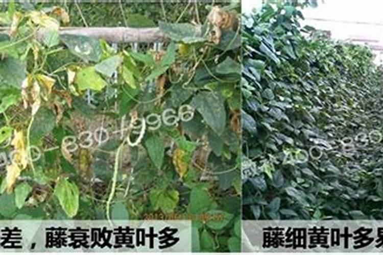 连云港张湾是属于新蒲的吗