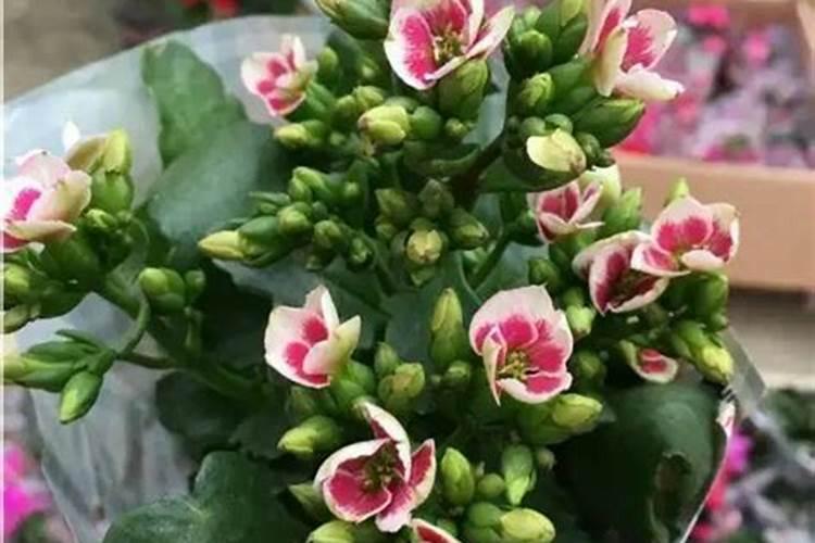 什么时候给油茶施肥最好？