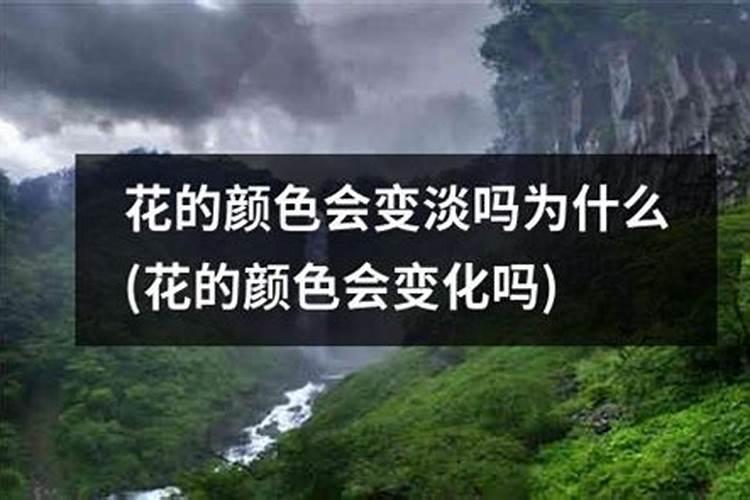 三角梅开花期间的管理,开花颜色浅是怎么回事