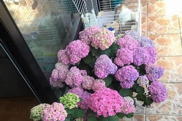 如何判断花缺什么肥？