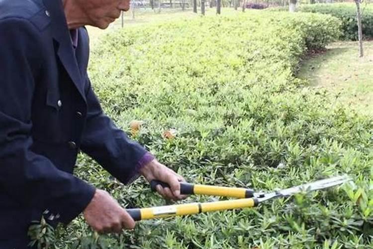 盆花上什么肥好