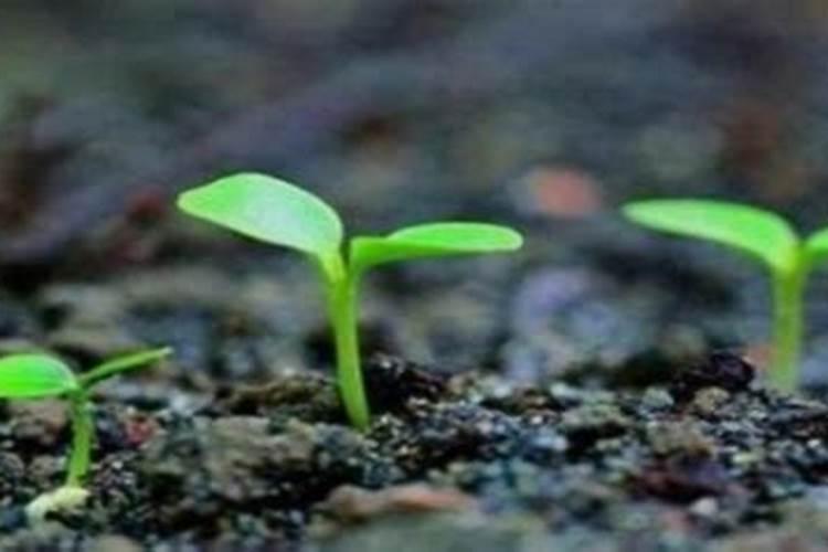 盆栽花卉如何合理施肥？