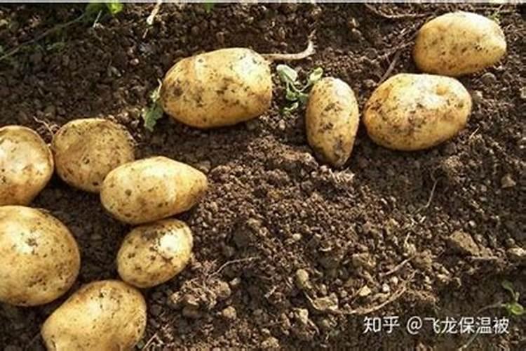 马铃薯在生长期间需要冲肥吗,什么时候冲,冲什么样的肥料。
