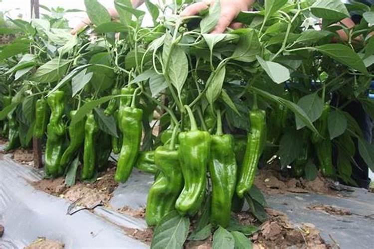 菜瓜种植技术与管理方法