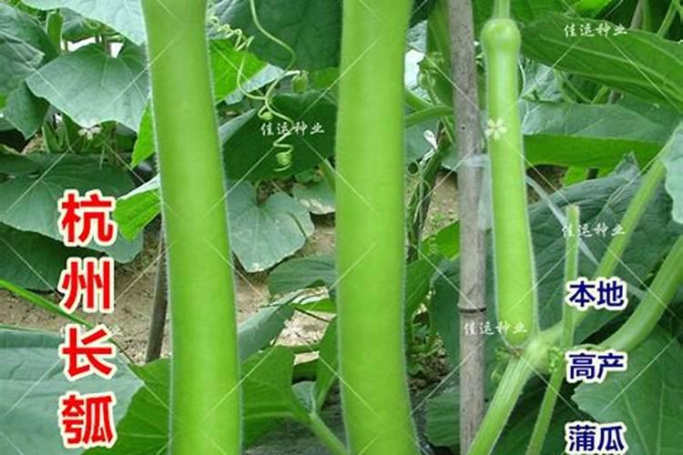 如何才能防治丰收瓜时的水泡问题？