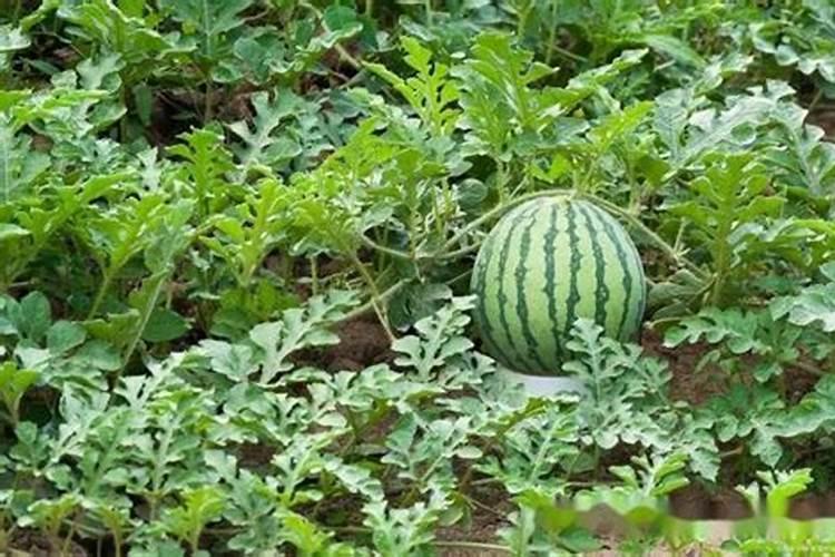 打西瓜地除草剂可以加硼肥吗？