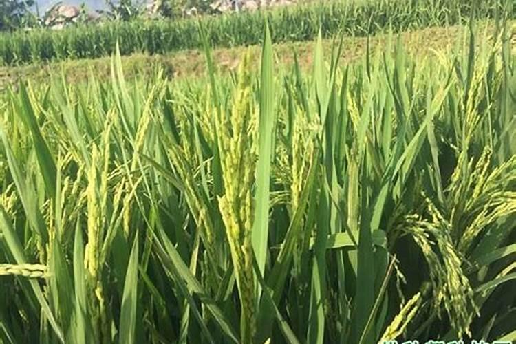 玉米最后一次施肥在什么时间？