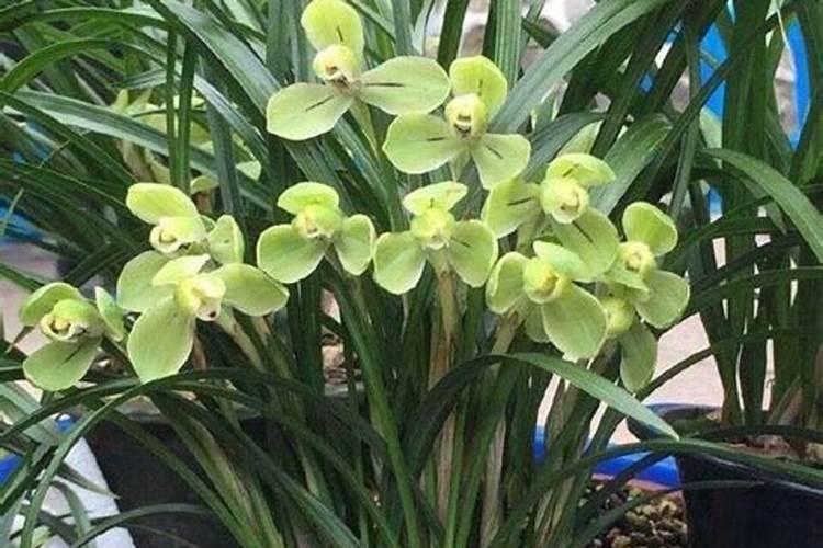 兰花可以用豆饼肥吗,怎样给兰花施饼肥
