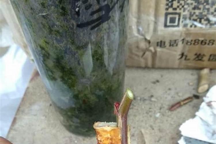有刺蔷薇播种的实生根脖子能长长吗？